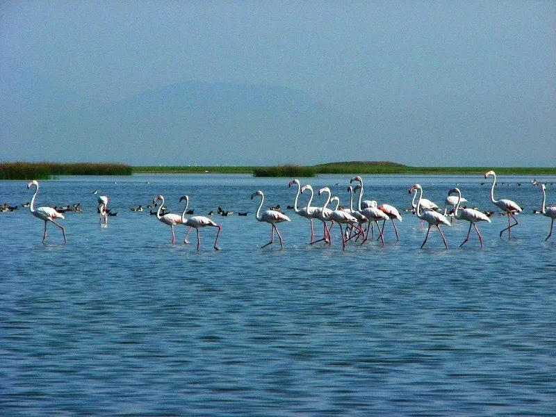 208028999Chilika Lake.webp