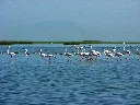 208028999Chilika Lake.webp