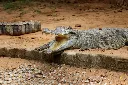 crocodile-nandankanan-zoological-park-orissa-india-crocodile-zoo-crocodile-nandankanan-zoological-park-orissa-167673646.webp