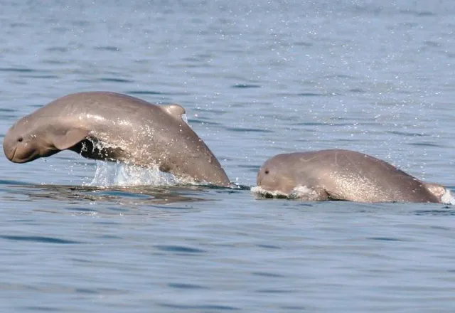 chilika-lake-dolphin.webp